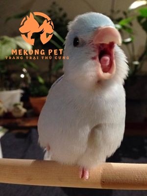mua vẹt parrotlet giá rẻ tại tphcm liên hệ ngay Mekong Pet